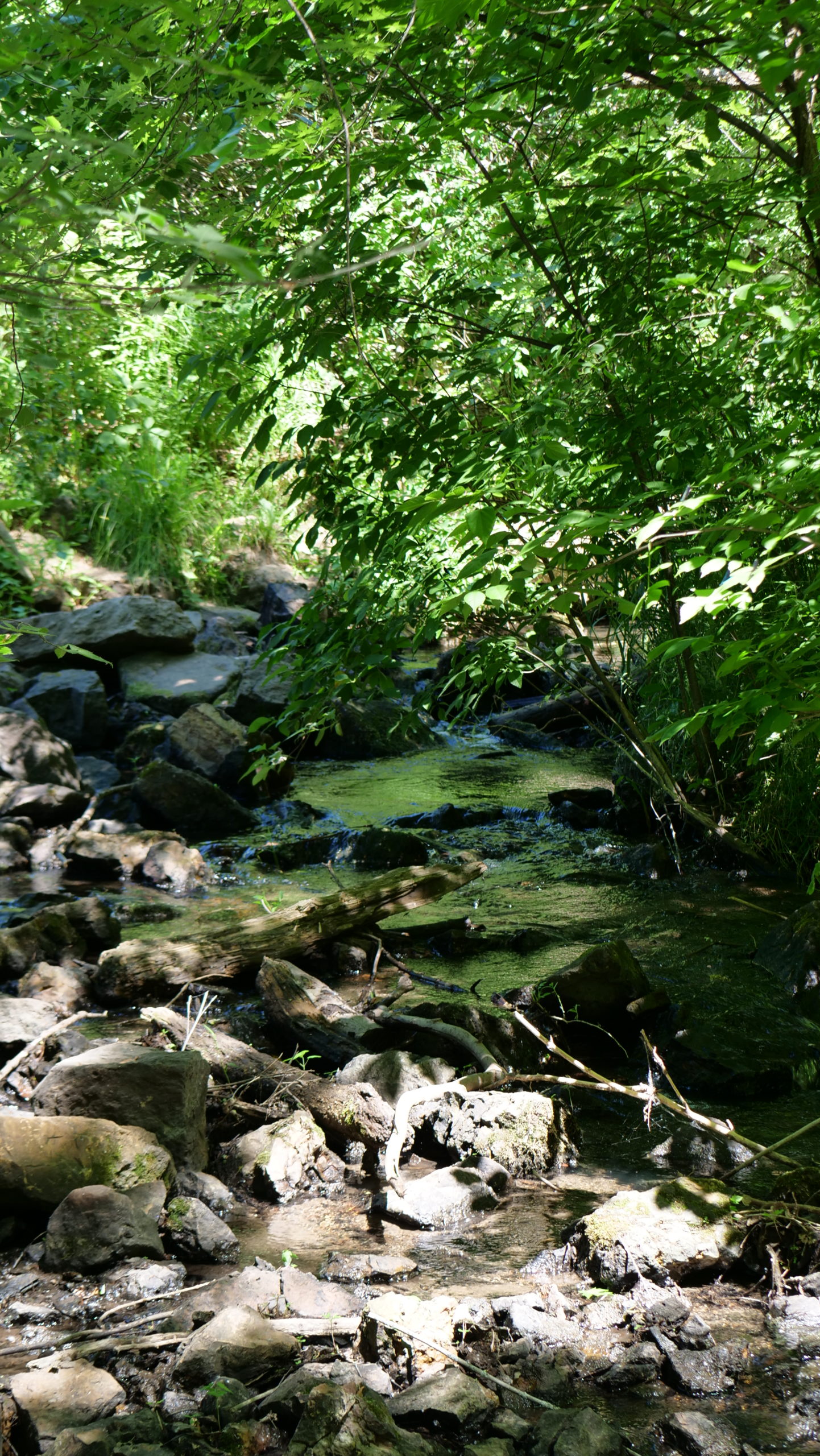 Riley Creek